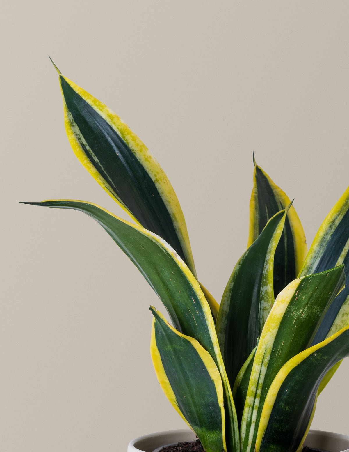 Snake Plant Black Gold Hover