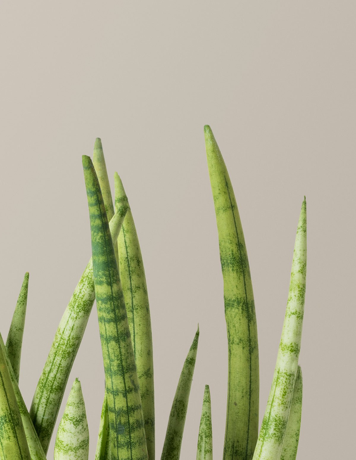Snake Plant Cylindrica Hover