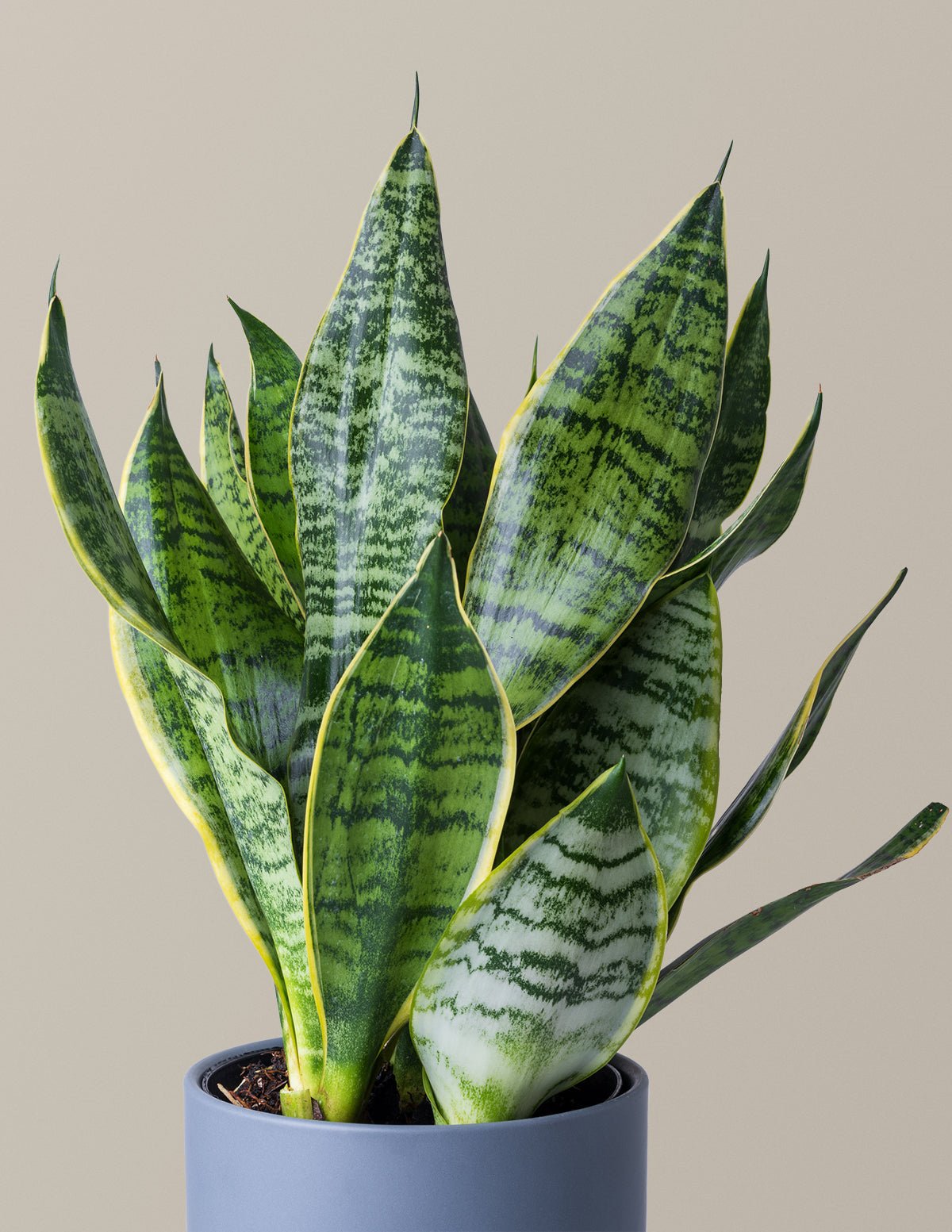 Snake Plant Futura Superba Hover