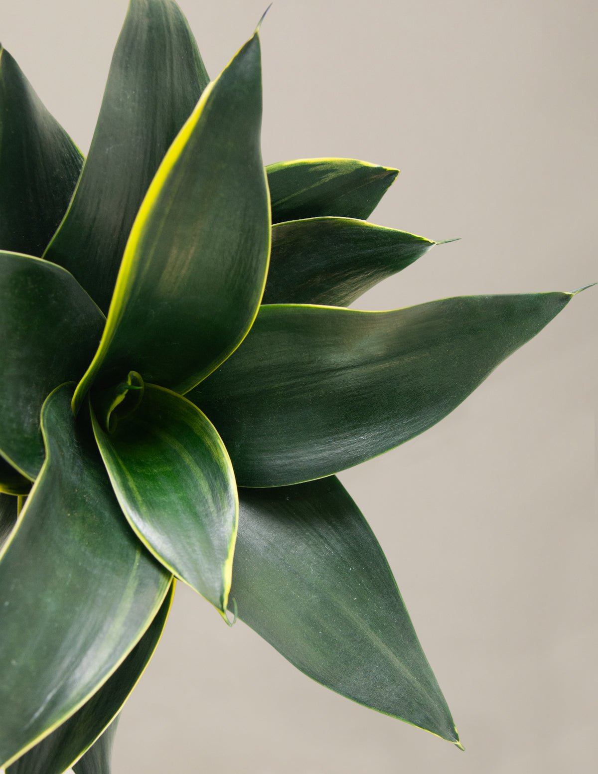 Snake Plant Hahnii Hover