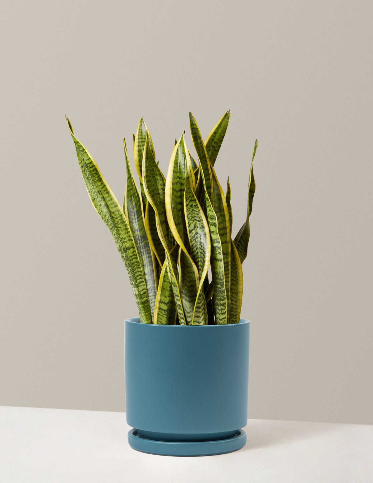 Gallery Image 15