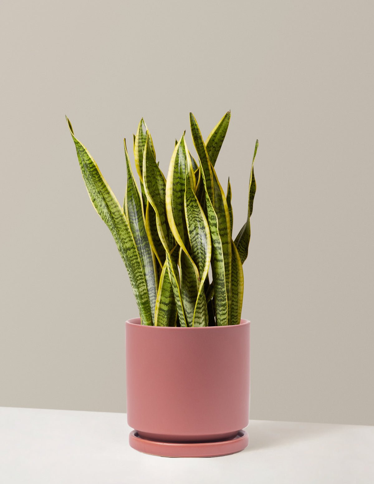Snake Plant Laurentii Hover