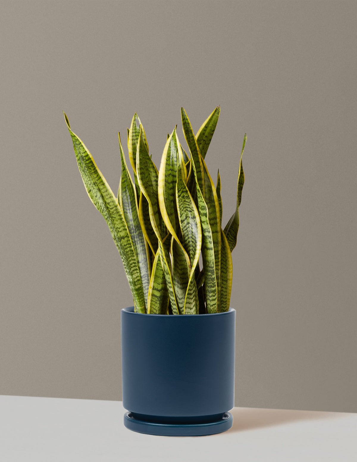 Gallery Image 21