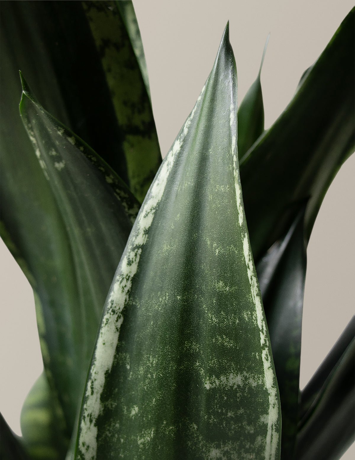 Snake Plant Silver Flame Hover