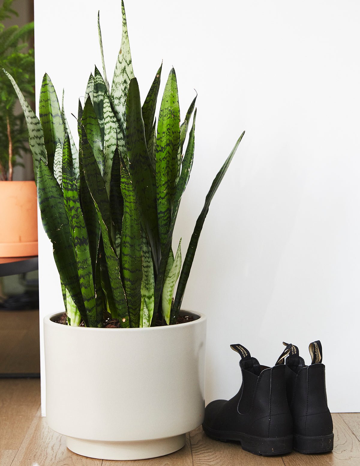 Snake Plant Zeylanica Hover