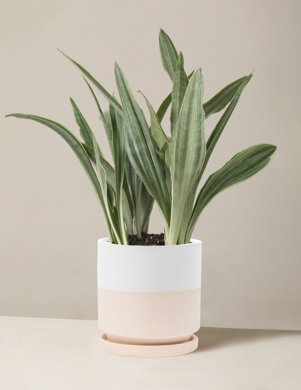 Snake Plant Sayuri Hover