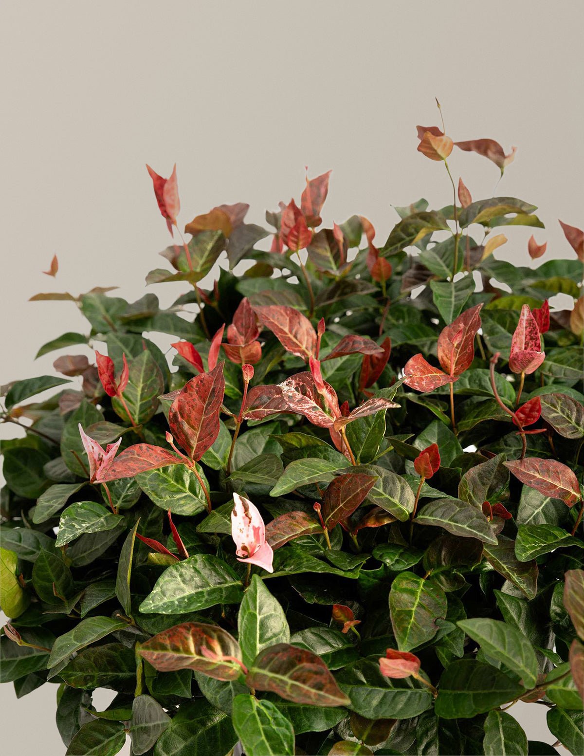 Snow-N-Summer™ Asiatic Jasmine Hover
