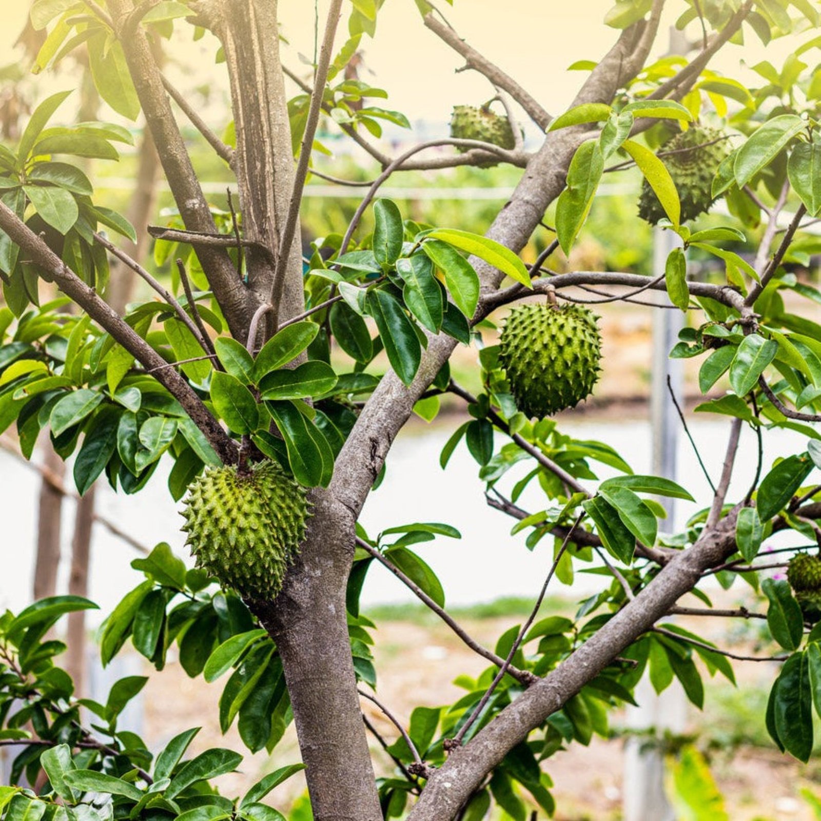 Soursop (Guanabana) Hover