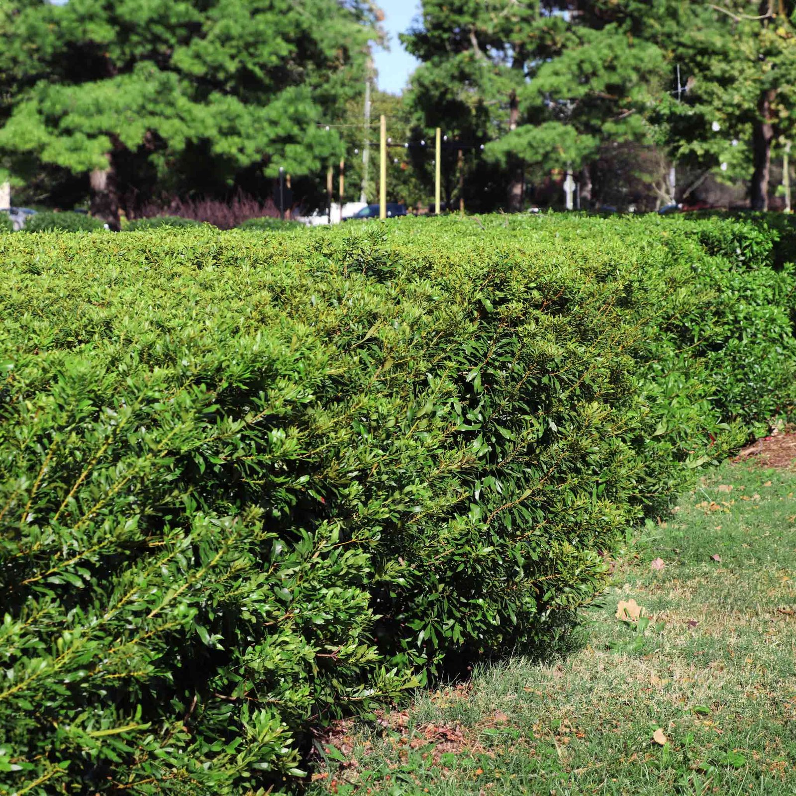 Southern Wax Myrtle Hover
