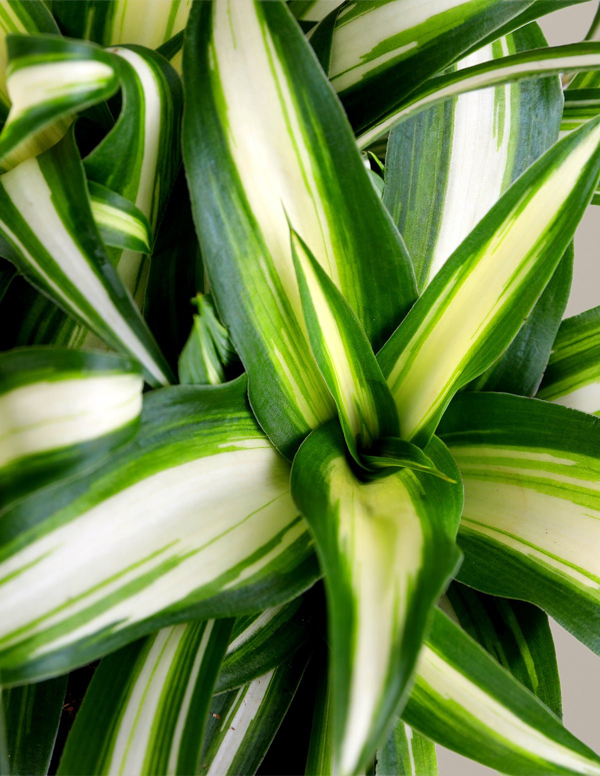 Spider Plant Variegated Hover