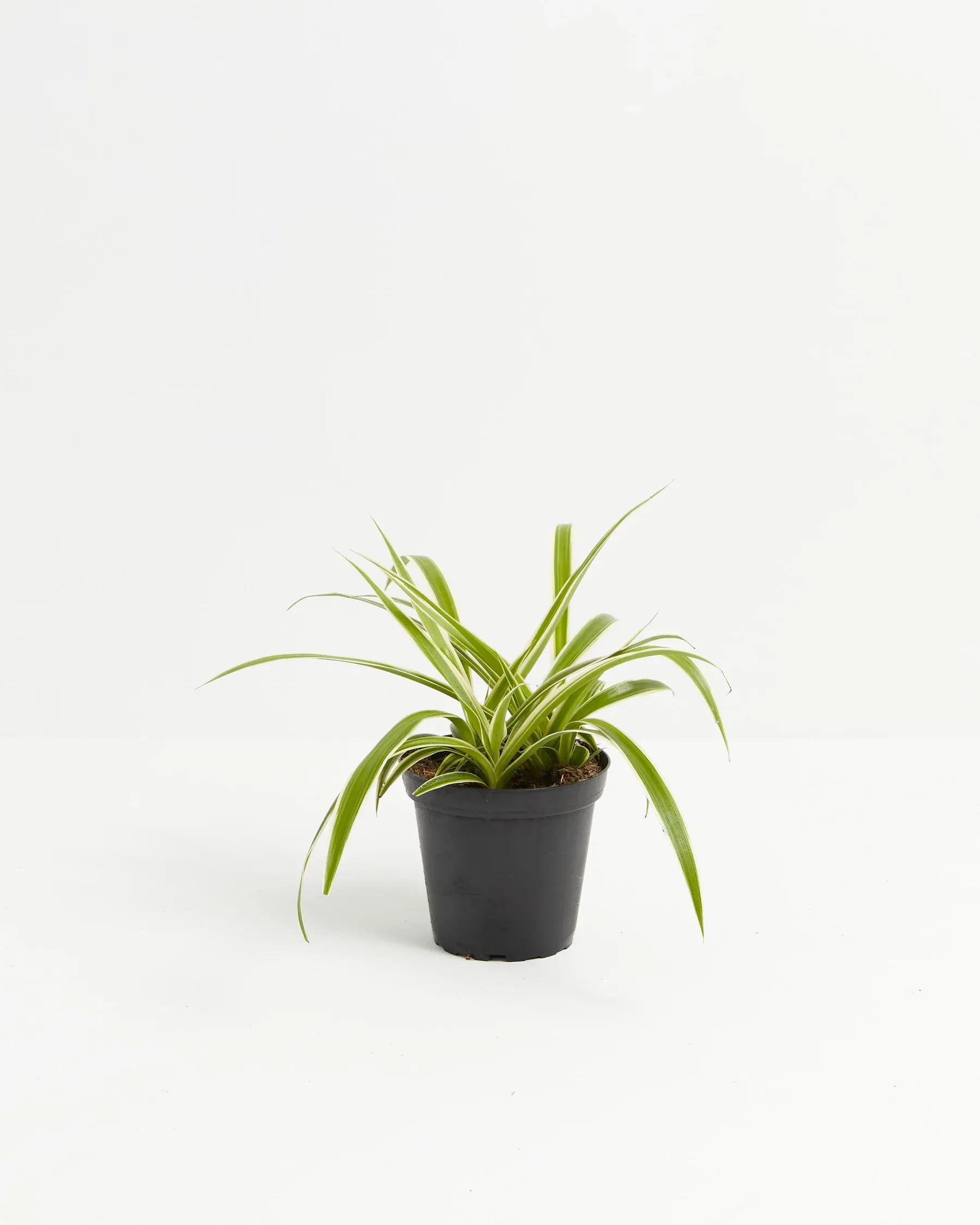 Spider Plant