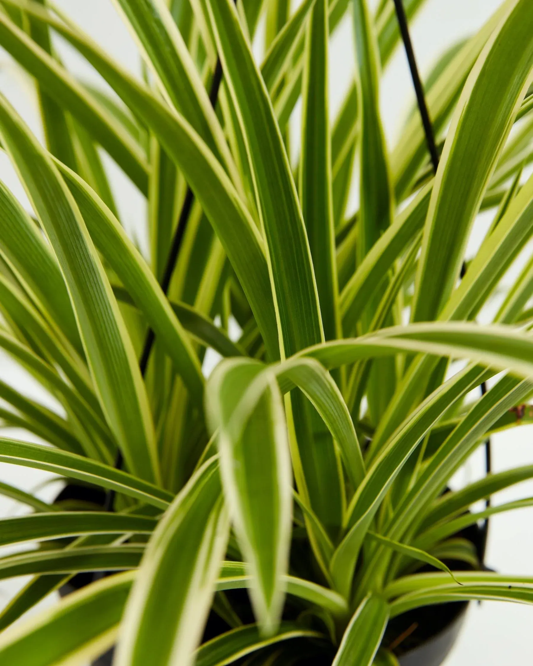 Spider Plant