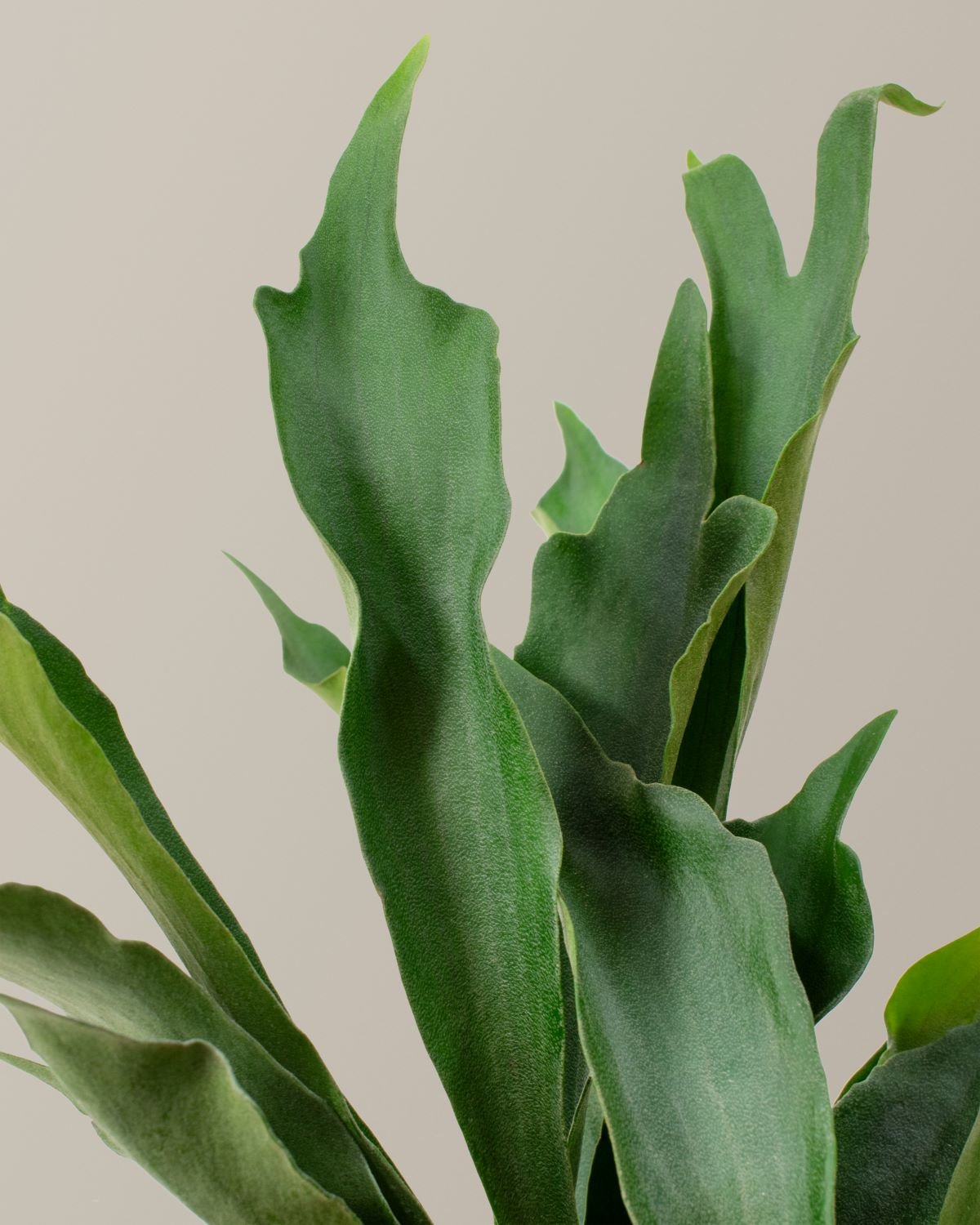 Staghorn Fern Hanging Basket Hover