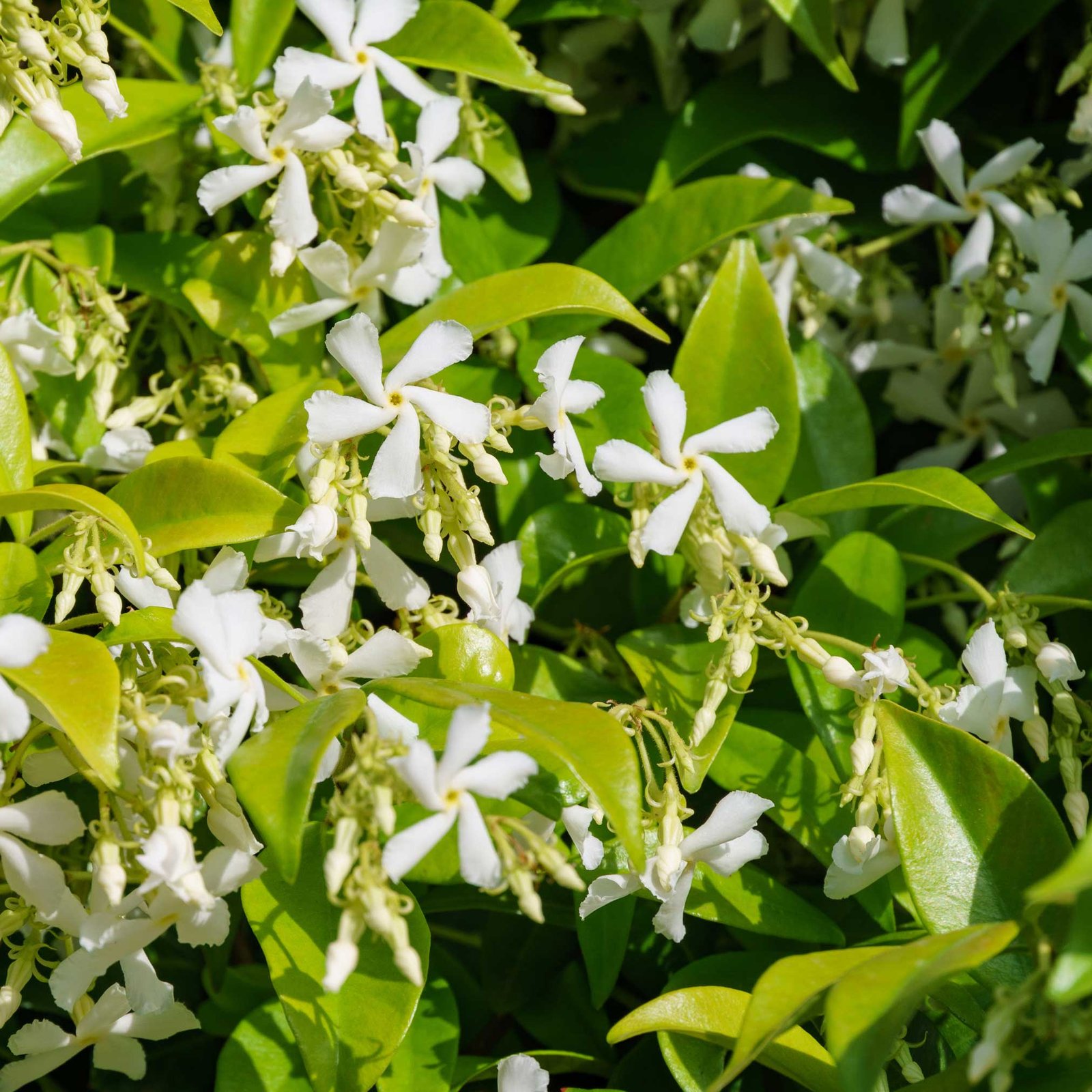 Star Jasmine Hover