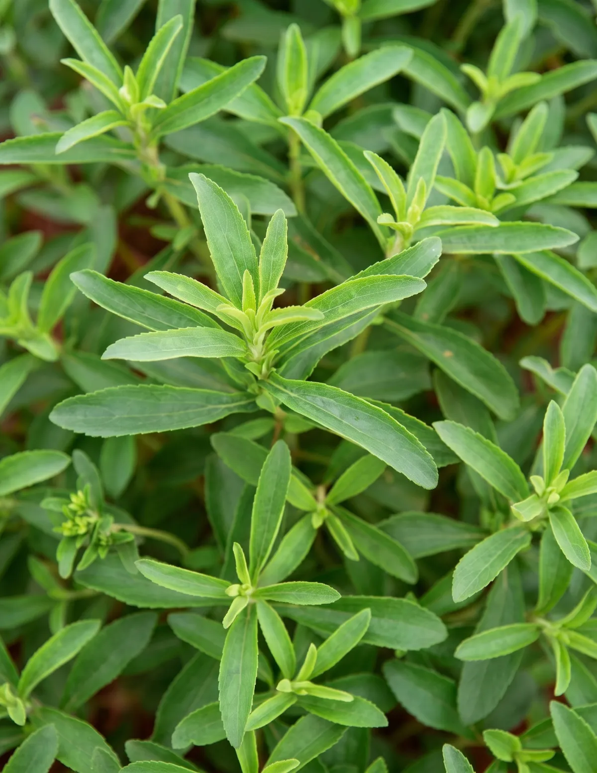 Stevia | স্টেভিয়া