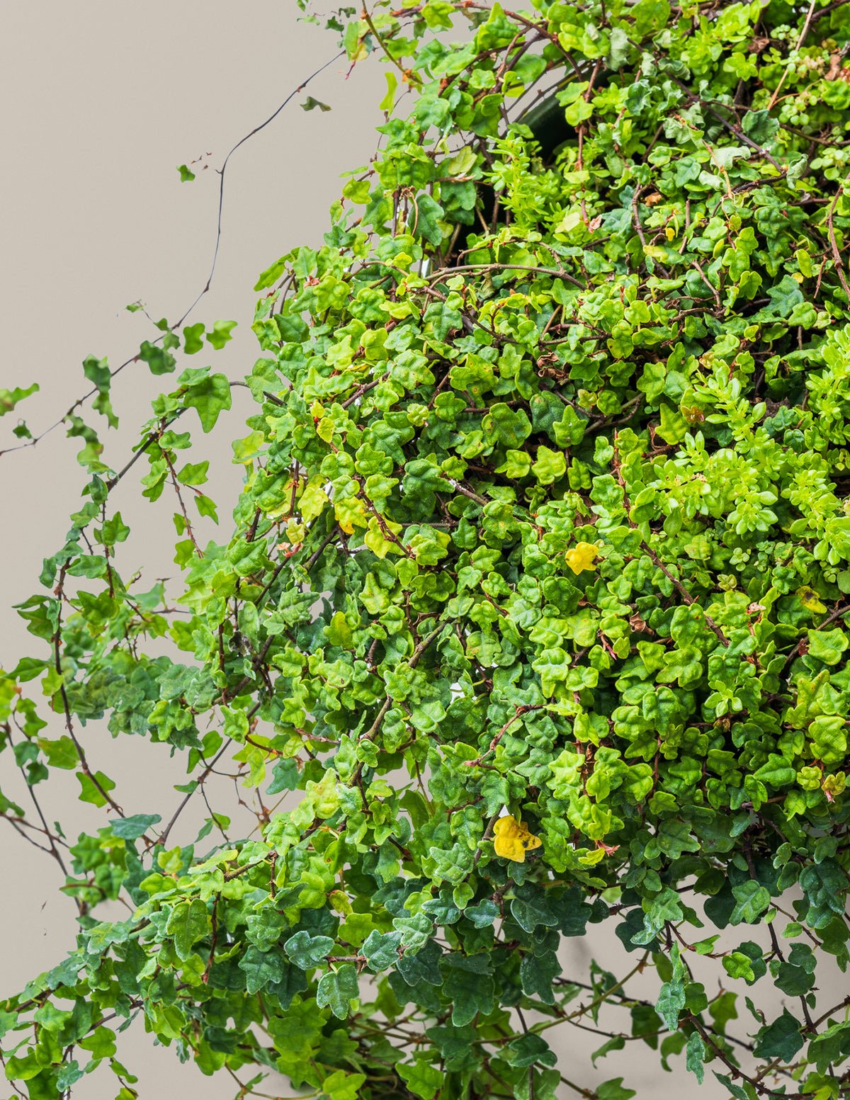 String of Frogs Hover