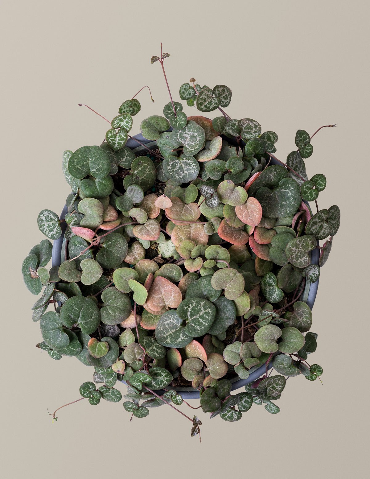 String of Hearts Hover