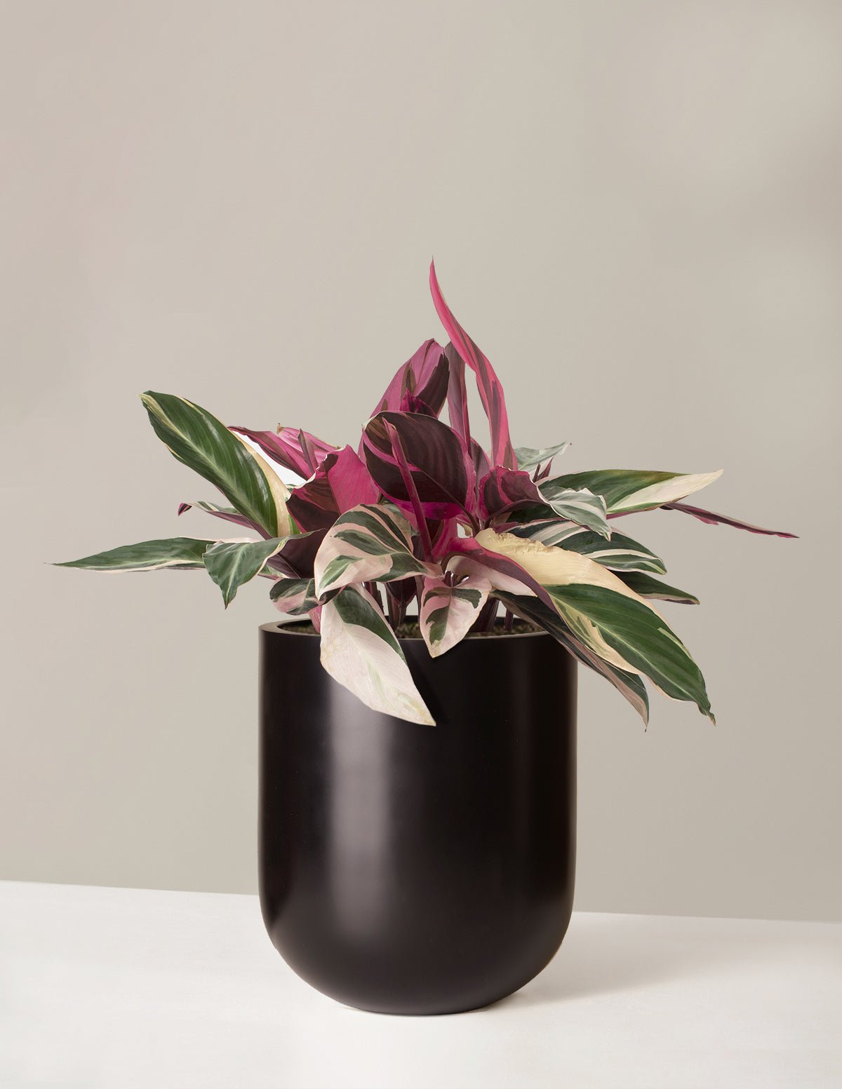 Gallery Image 15