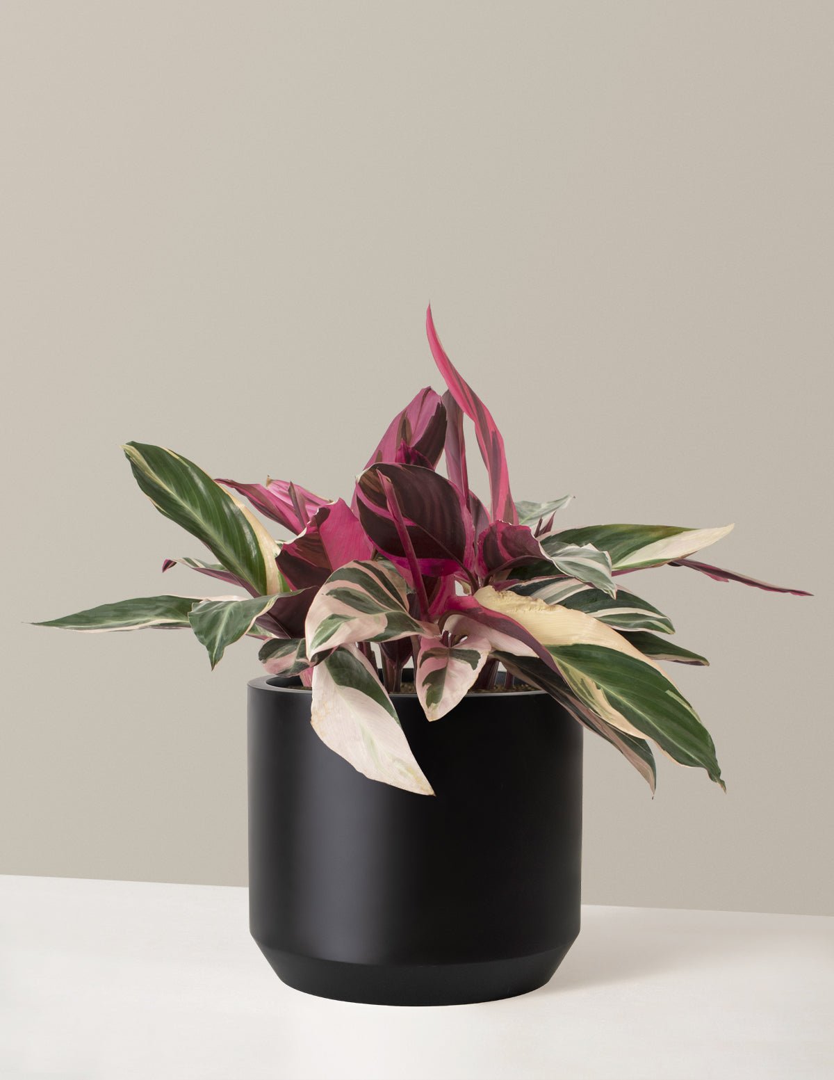 Gallery Image 13