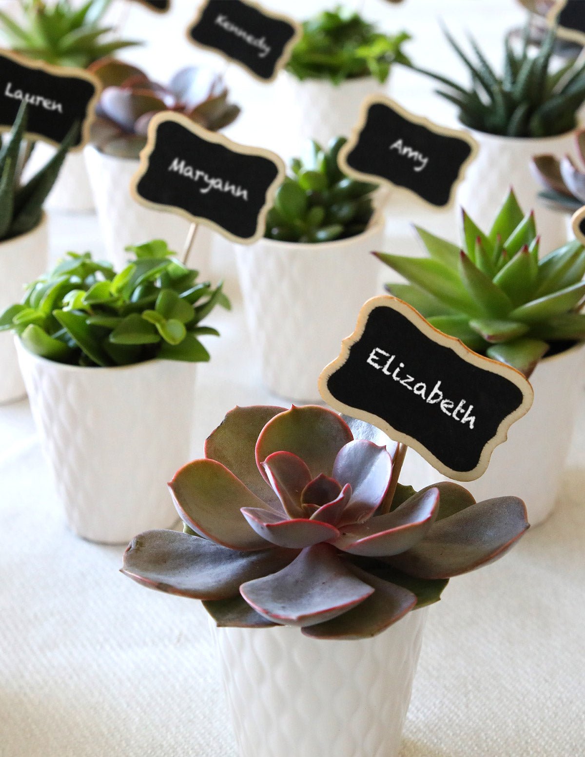 Mega Mini Succulent Party Pack, 20 Hover