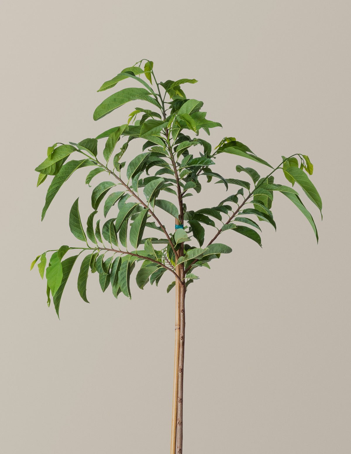 Sugar Apple Tree Hover