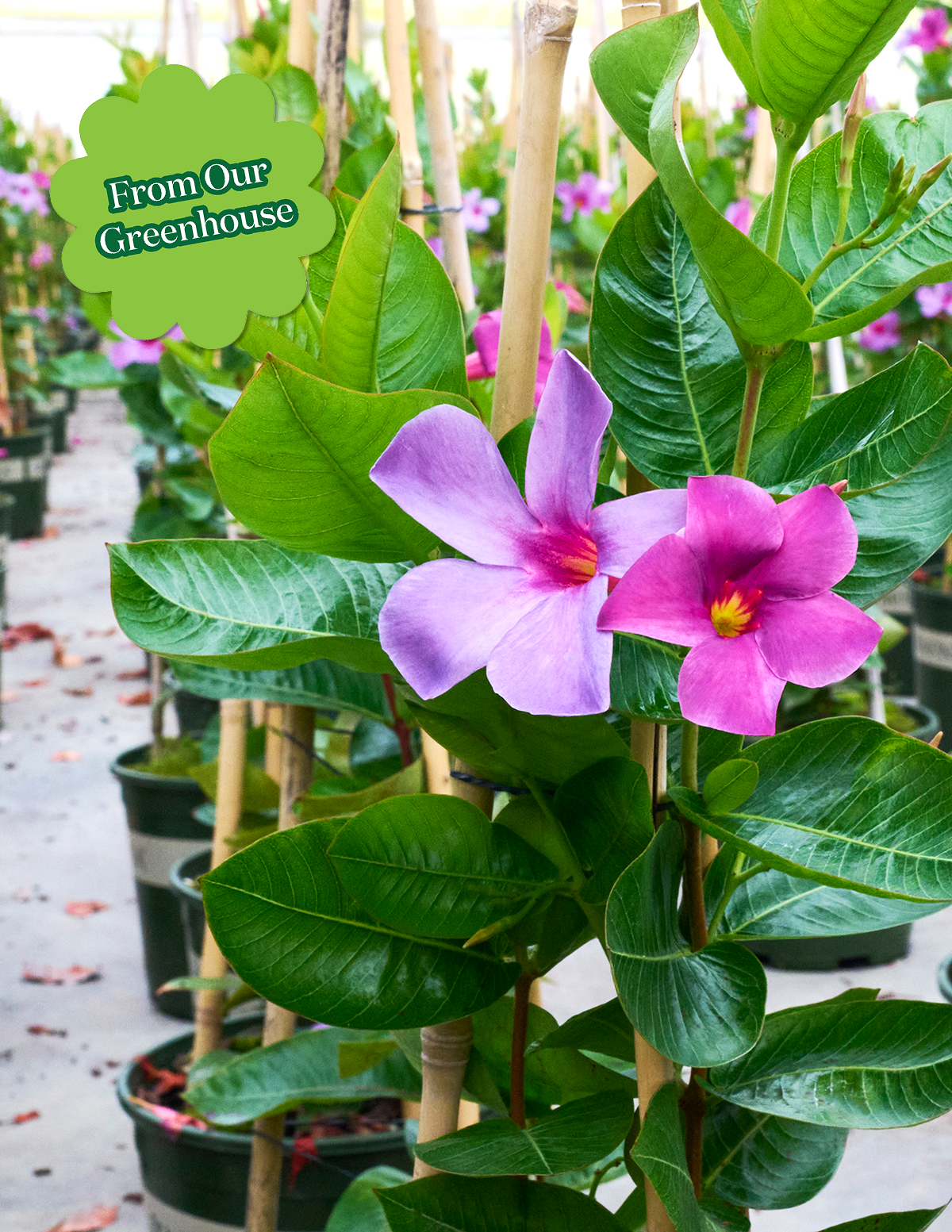 Sun Parasol® Original XP Bluephoria™ Mandevilla Hover