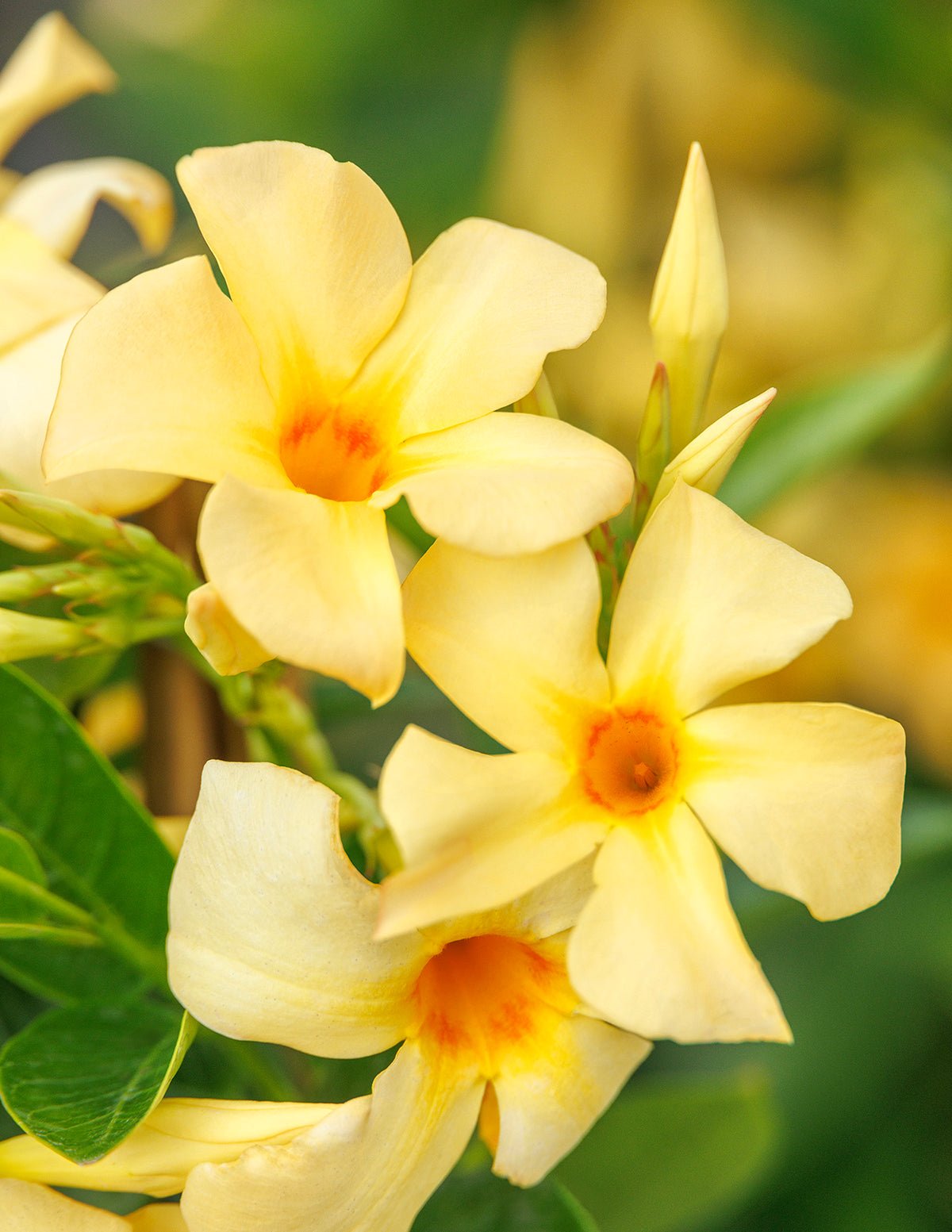 Sun Parasol® Sunbeam Mandevilla Hover