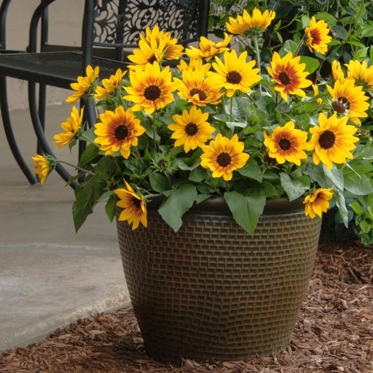 SunBelievable® Brown Eyed Girl Helianthus Hover