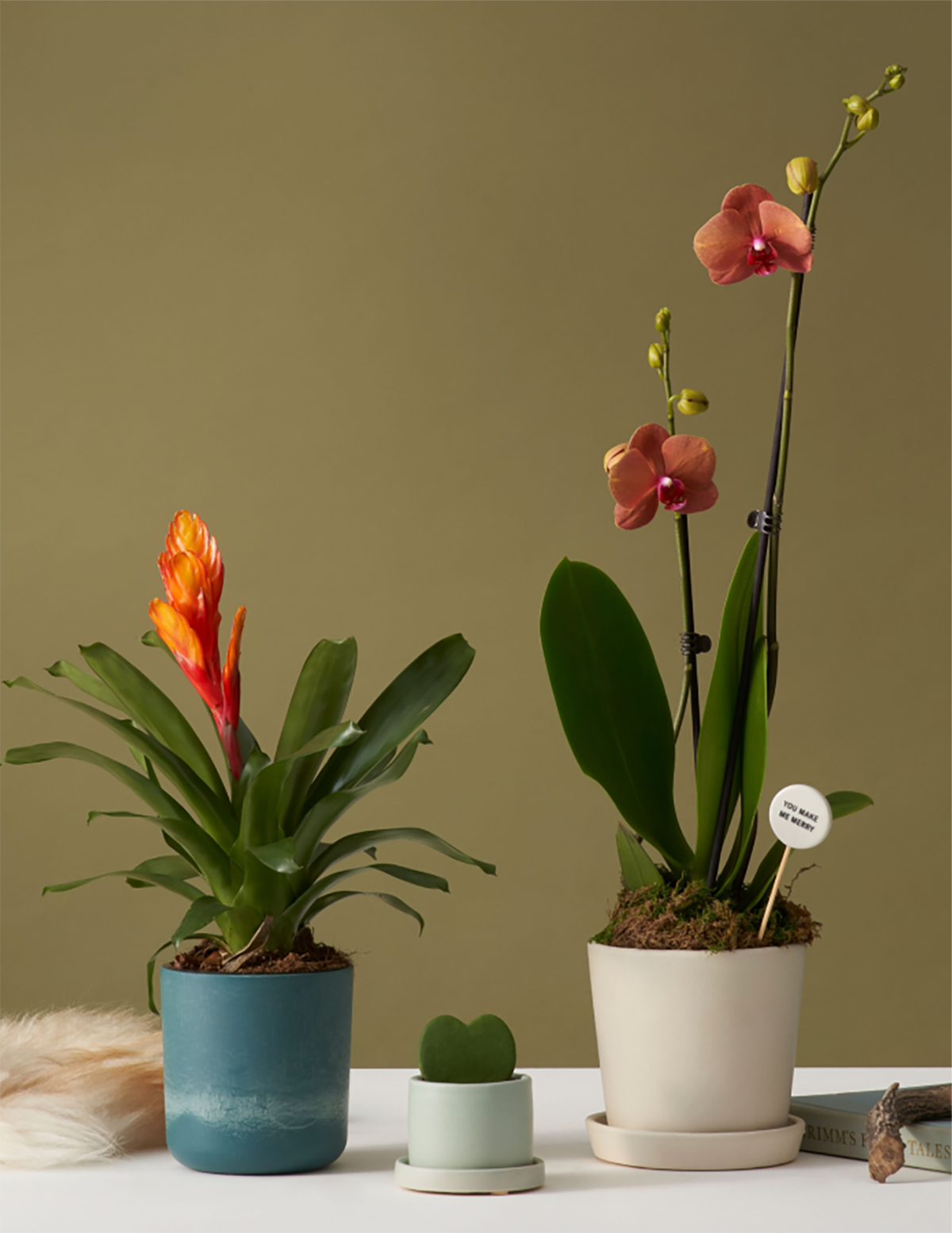 Sunrise Orchid Hover