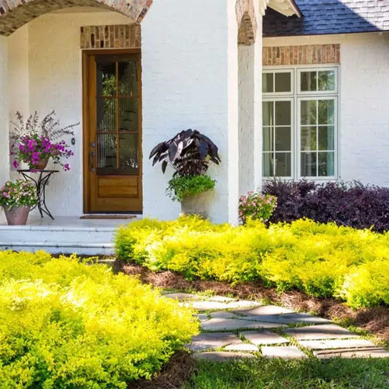 Sunshine Ligustrum Hover