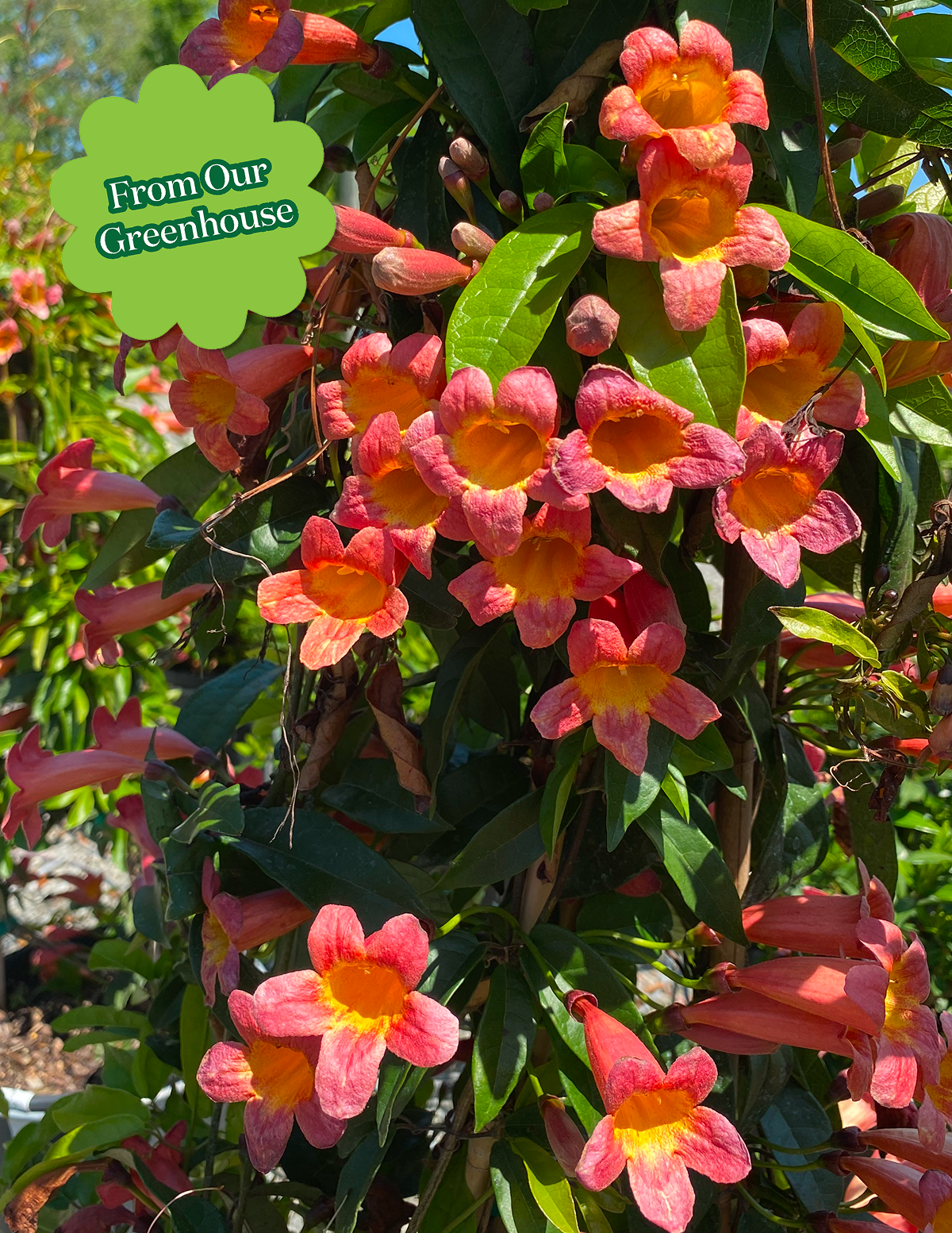 Tangerine Beauty Crossvine Hover