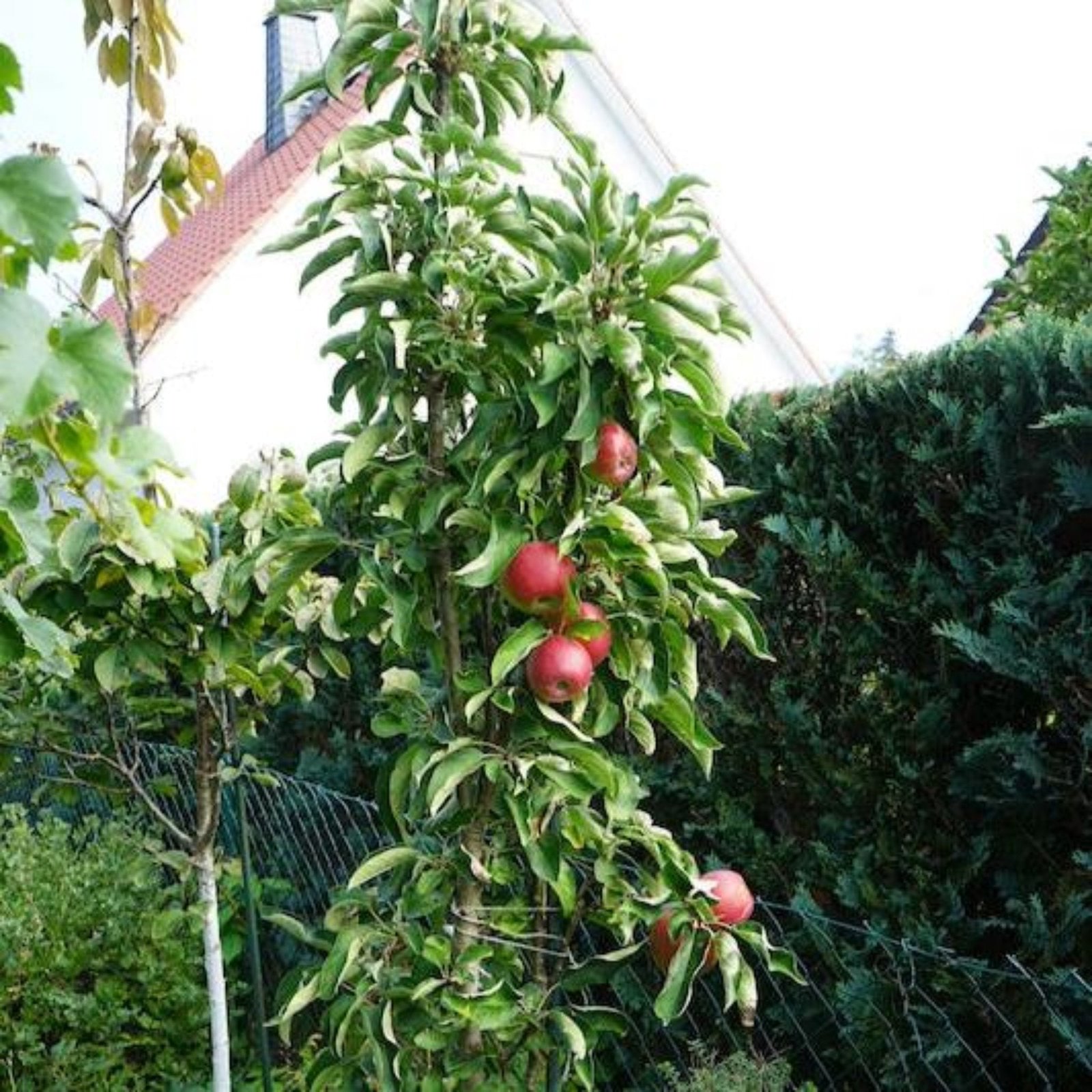 Tasty Red™ Fruit Snacks™ Apple Tree Hover