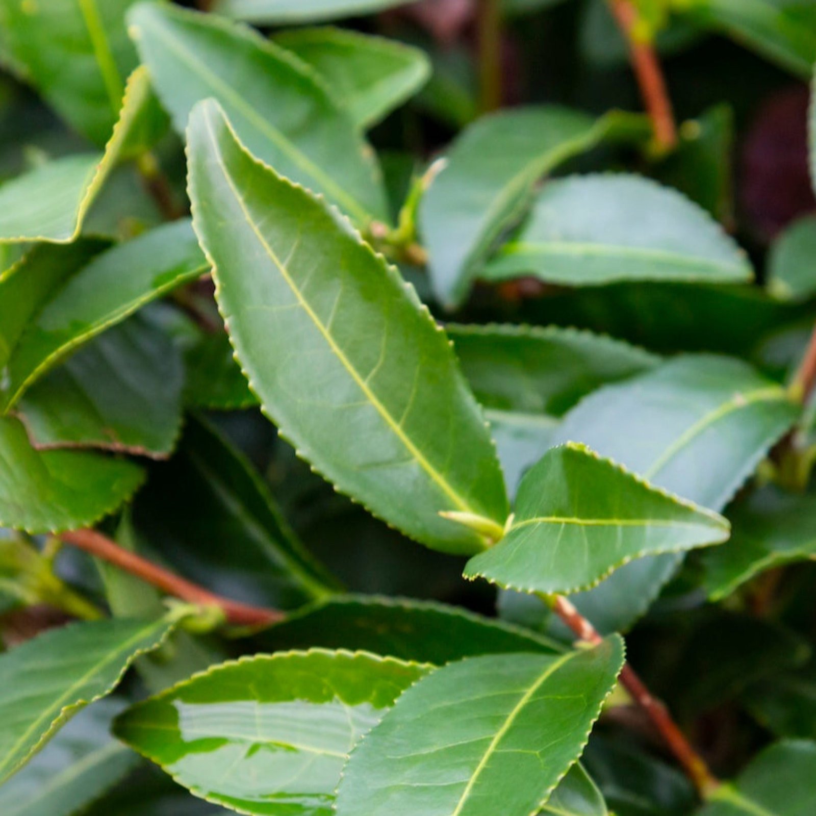Tea Plant (Camellia sinensis) Hover