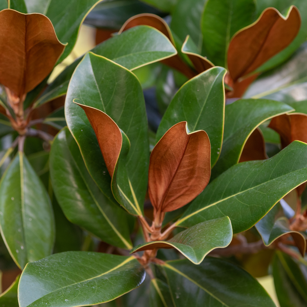 Teddy Bear® Southern Magnolia Hover