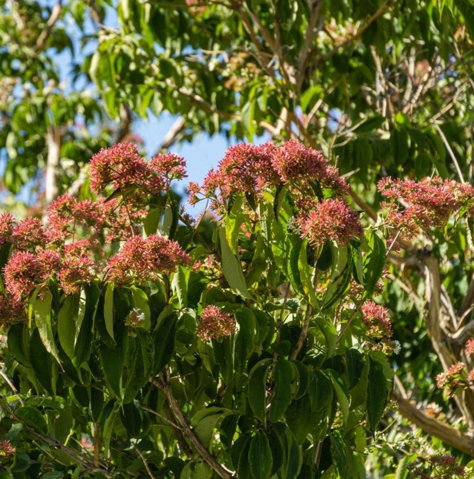 Temple of Bloom® Seven-Son Flower Hover