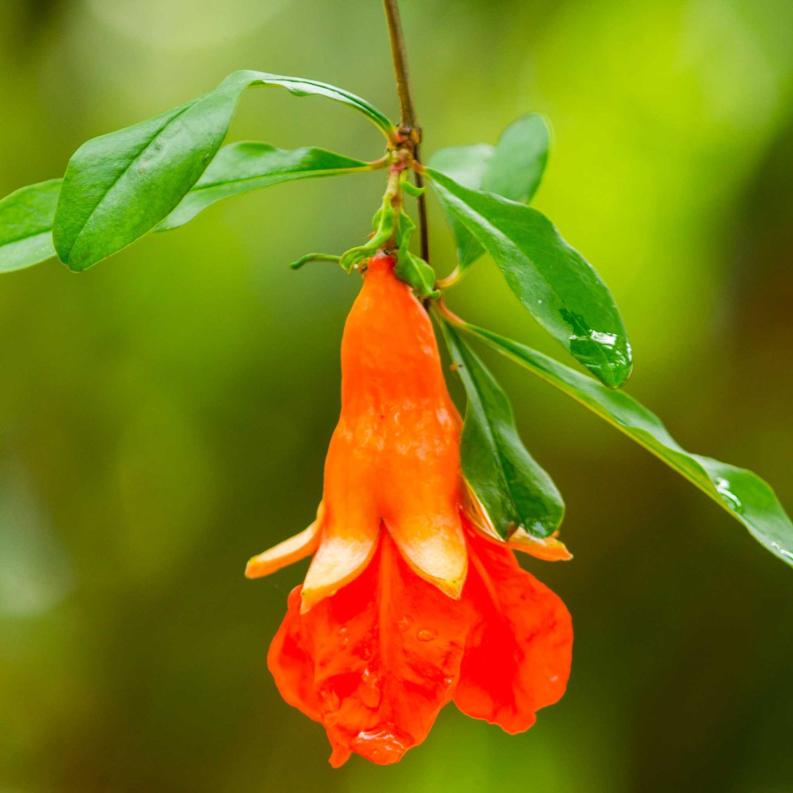 Texas Pink Pomegranate Tree Hover