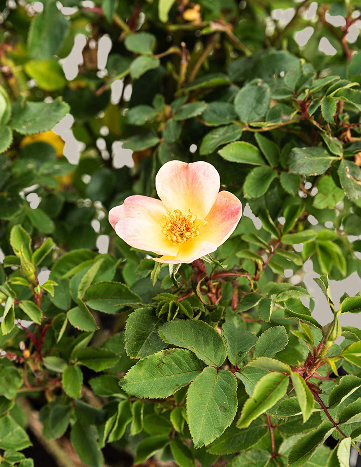 The Champion™ Sunblush Rose Hover