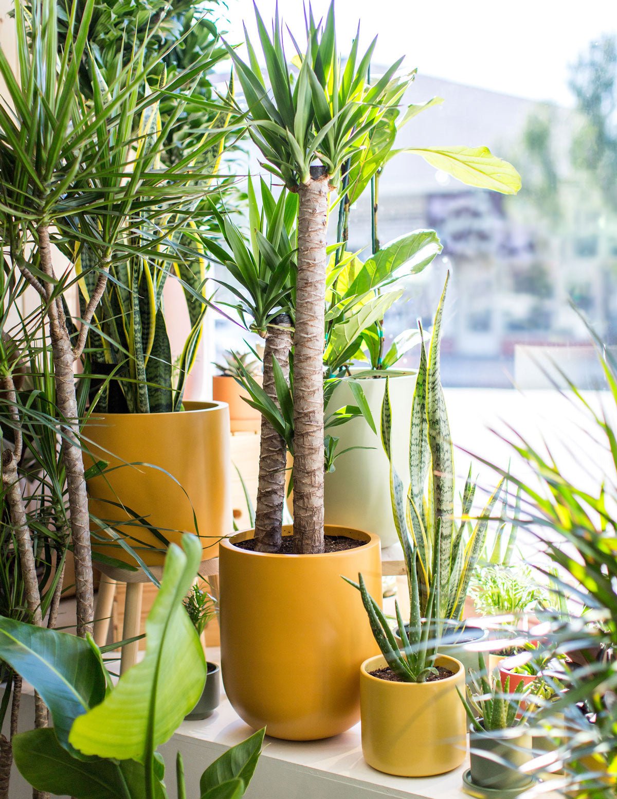 Large Pallas Planter Hover