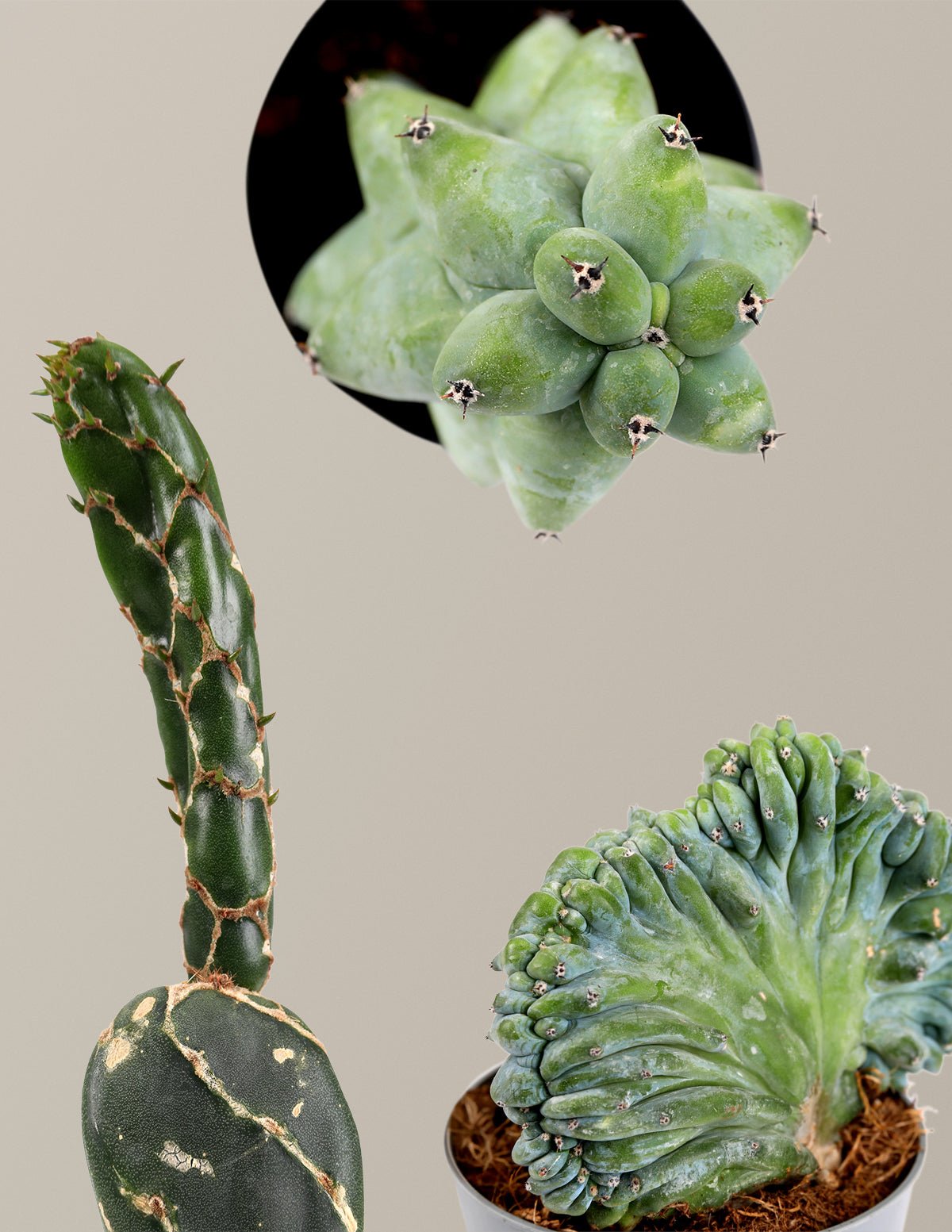 Hover Image