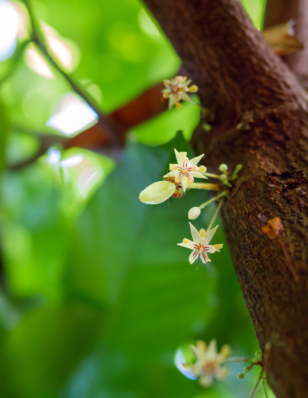 Theobroma Cacao Tree Hover