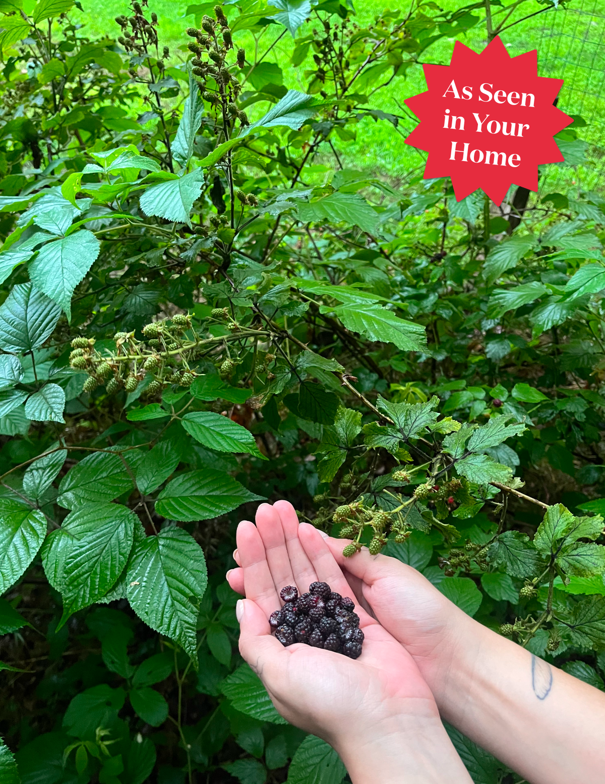 Thornless Blackberry Bush Hover