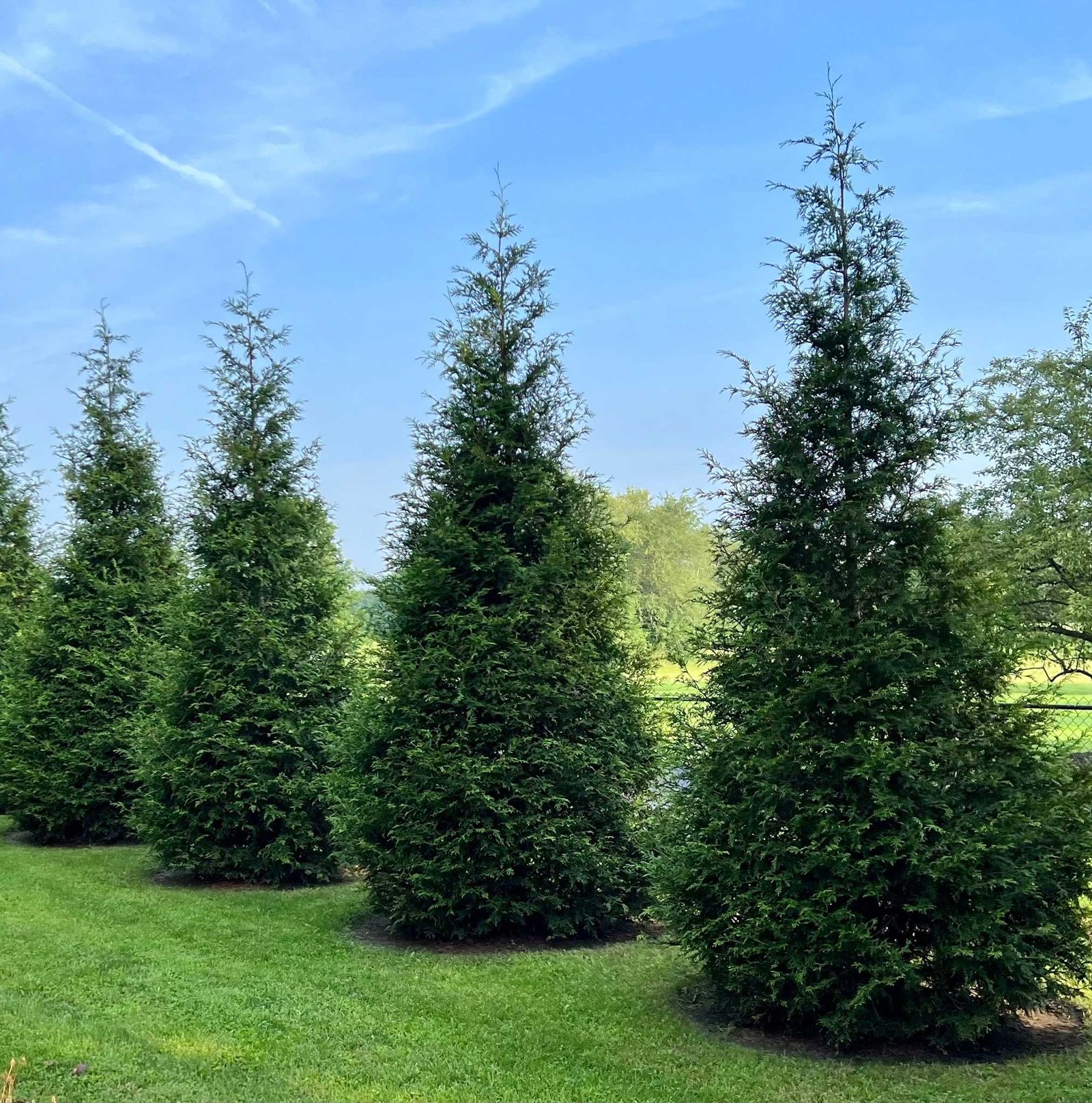 Thuja Green Giant Hover