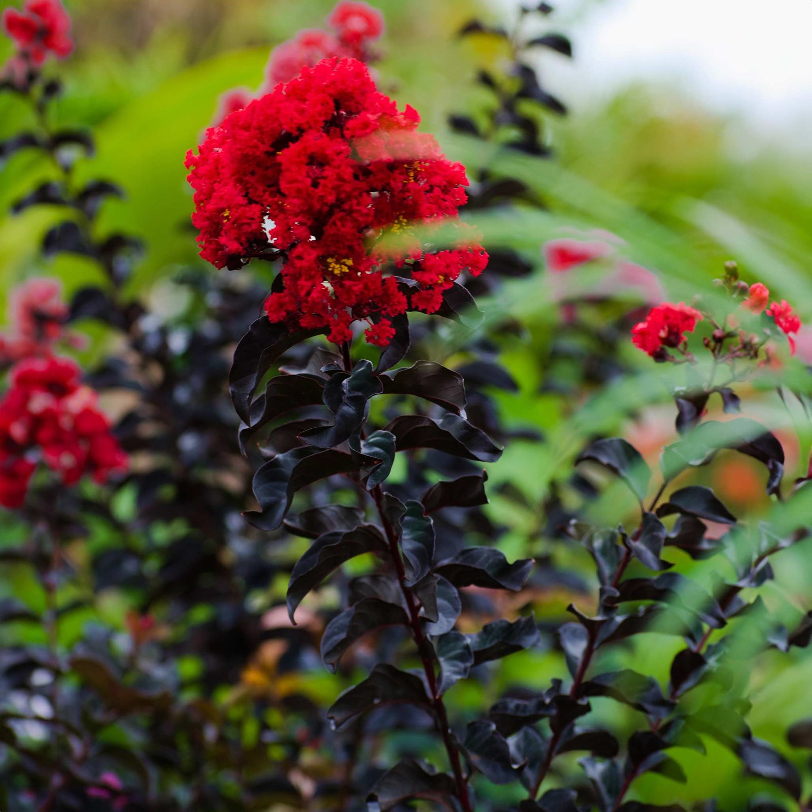 Thunderstruck™ Rumblin' Red™ Crapemyrtle Hover