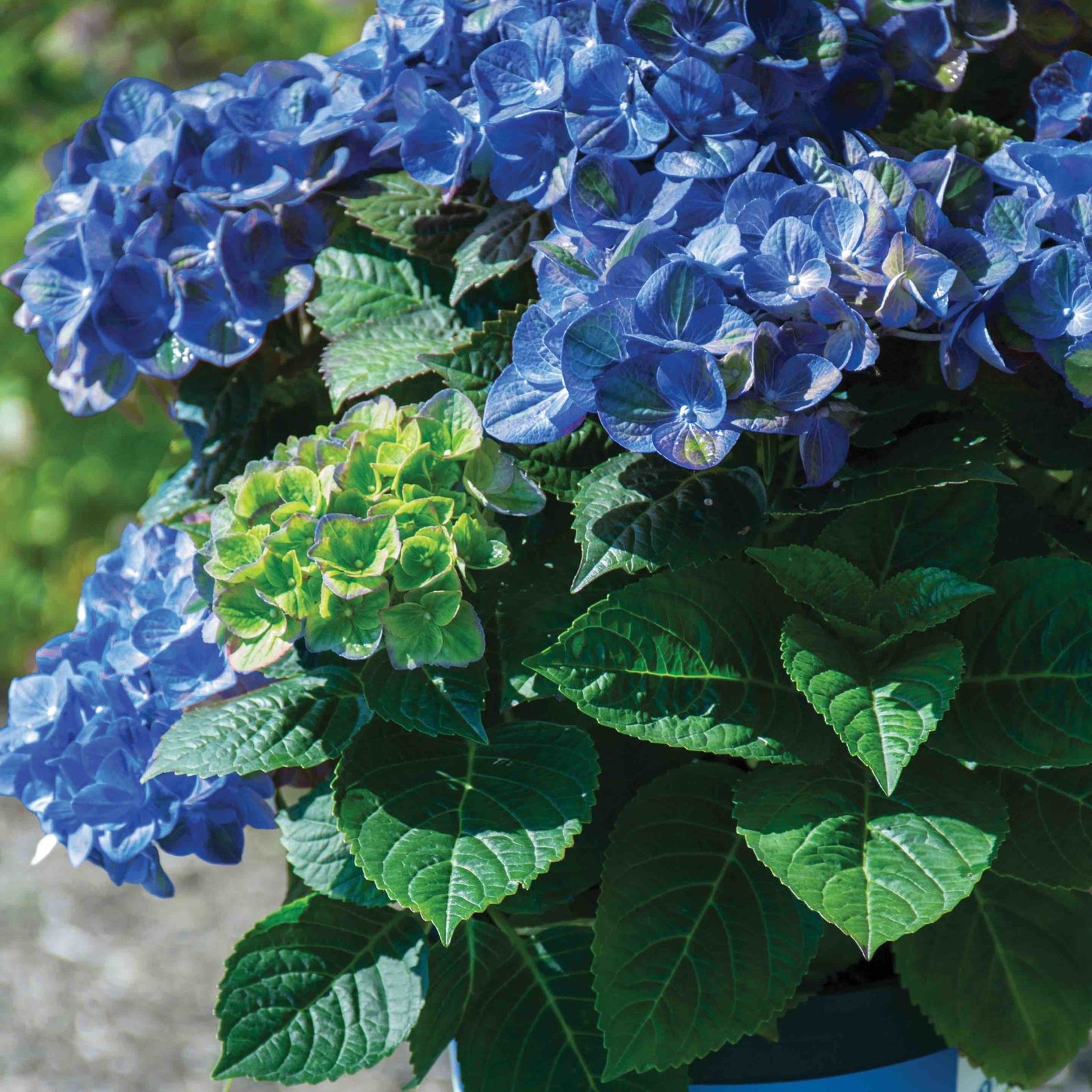 Tilt-a-Swirl® Hydrangea Hover