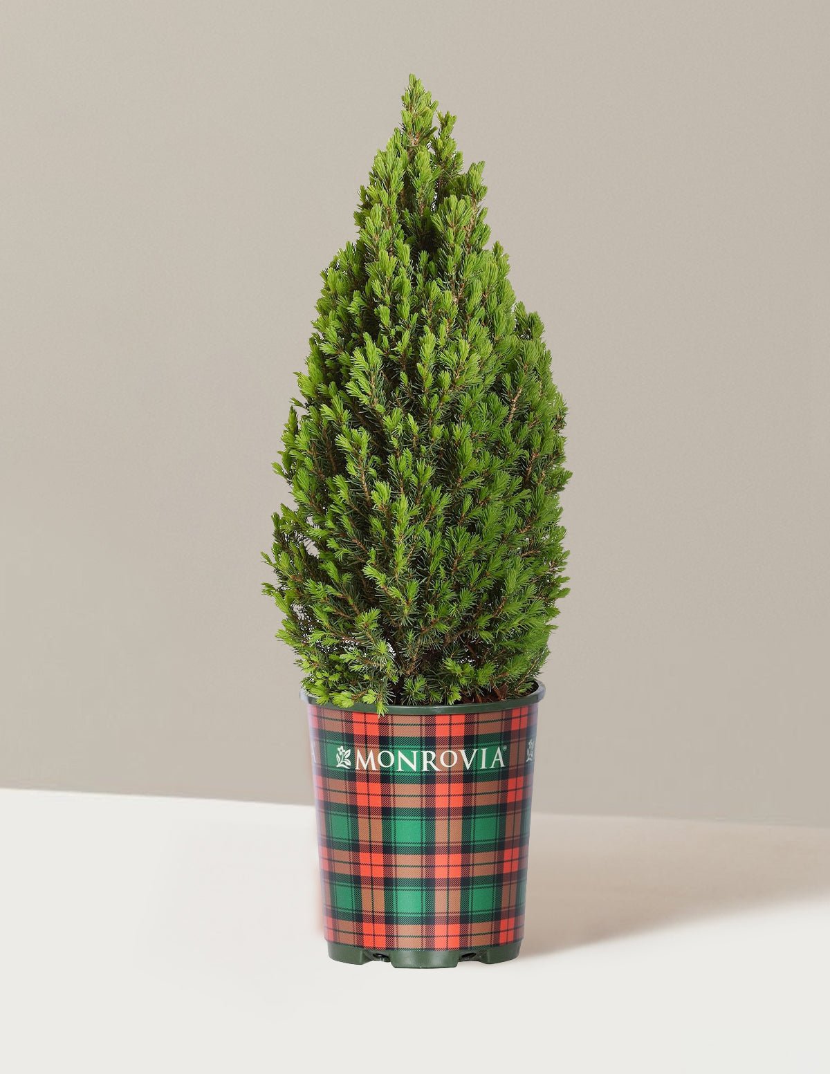 Tiny Tower® Dwarf Alberta Spruce Hover