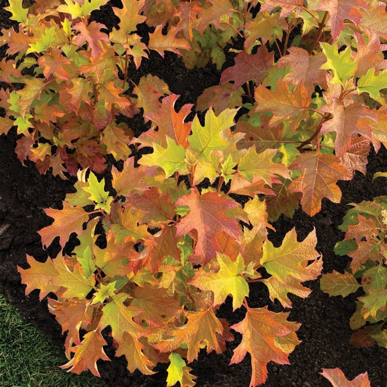 Toy Soldier™ Hydrangea Hover
