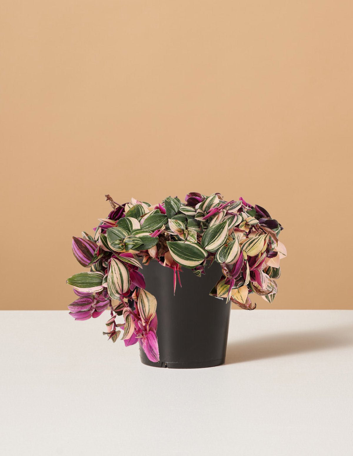 Tradescantia Quadricolor Hover