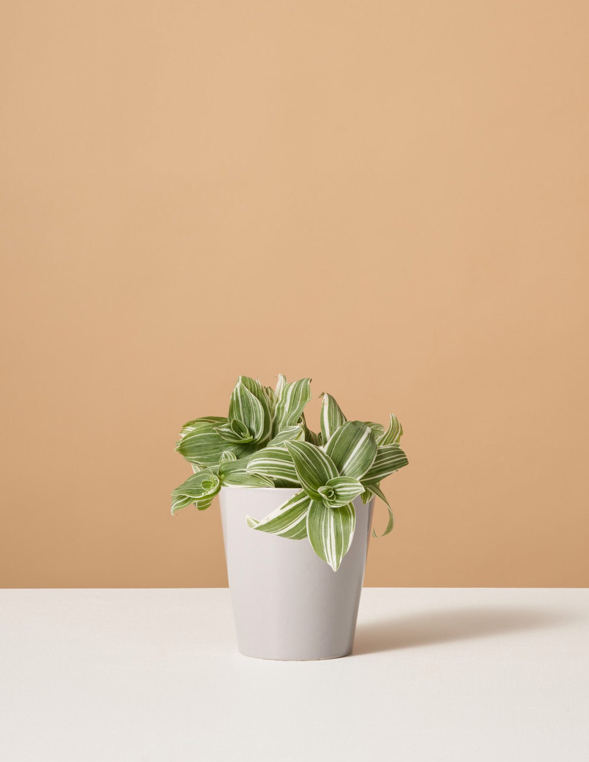 Hover Image