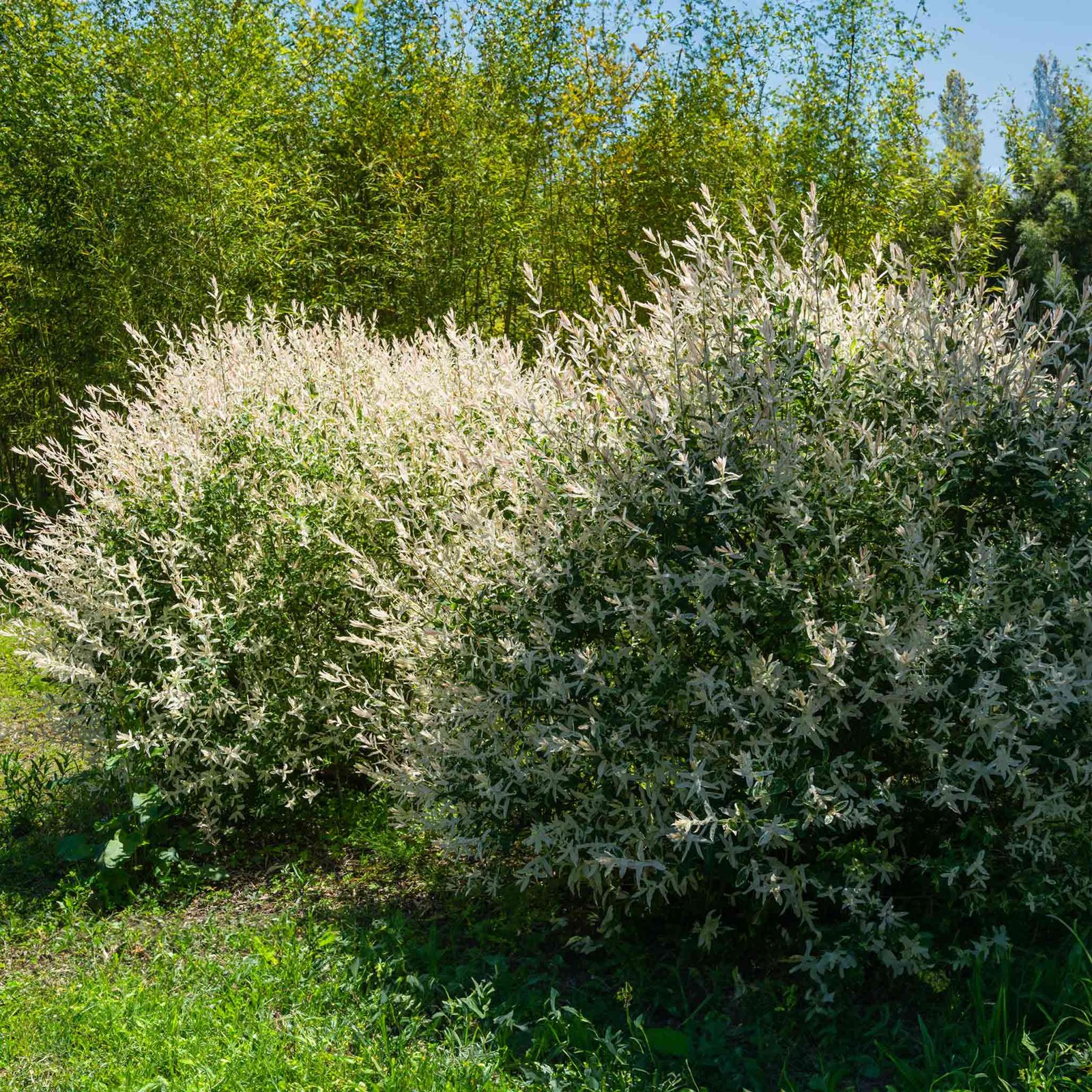 Tri-Color Dappled Willow Bush Hover