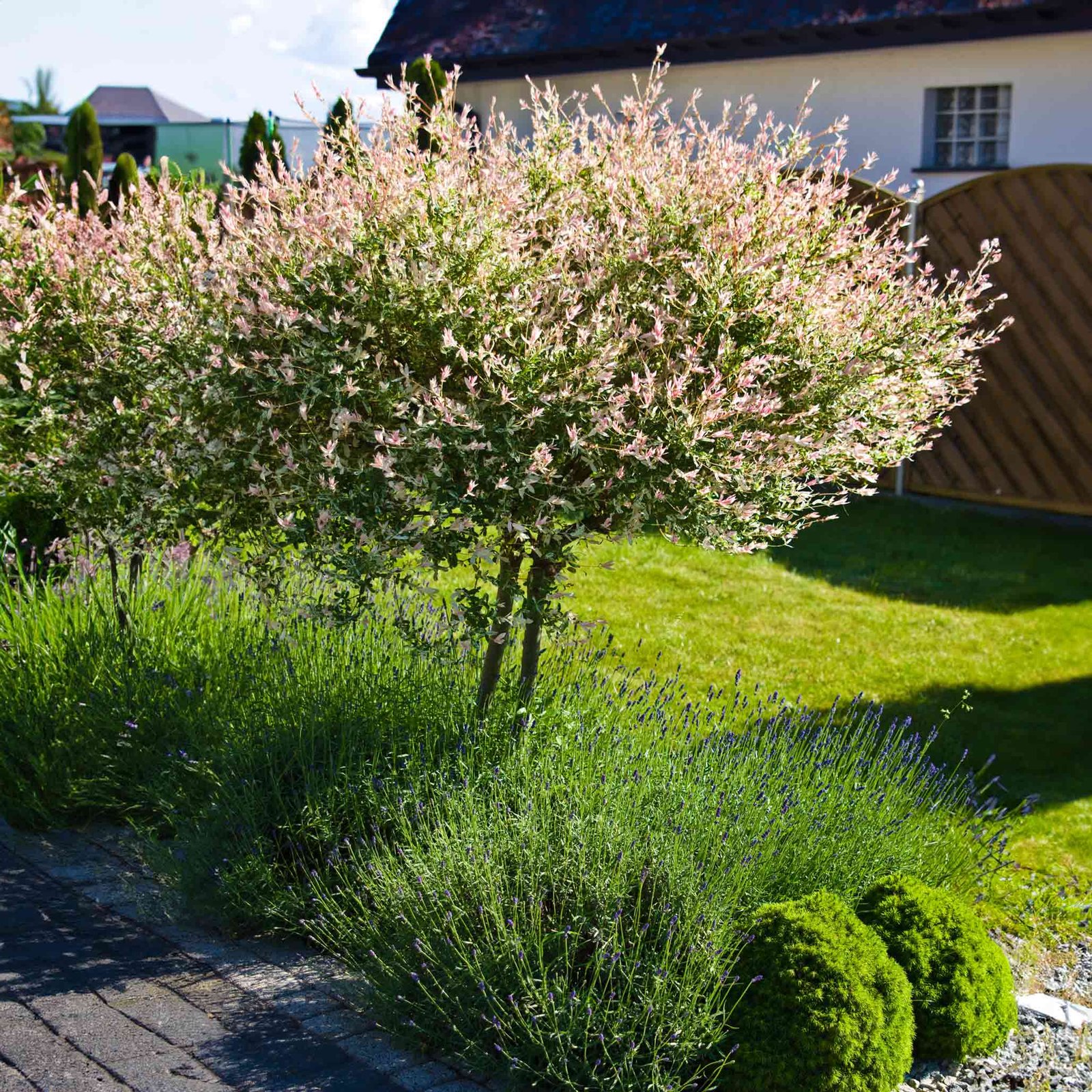 Tri-Color Dappled Willow Tree